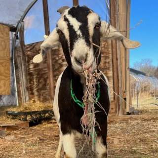 Gather Farm Goat Hikes