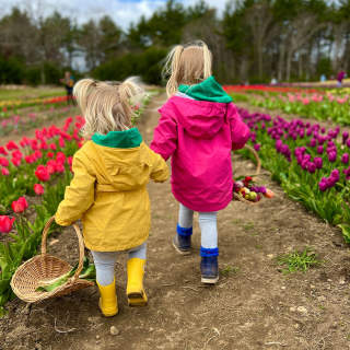 Wicked Tulips Flower Farm