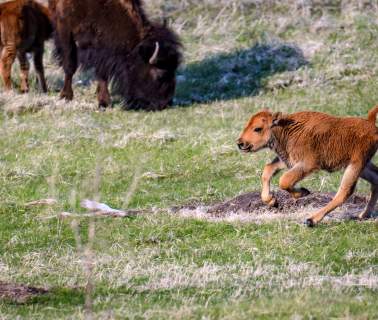 Springtime Cuteness In The Black Hills