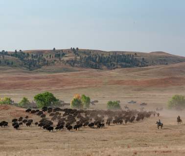 Buffalo vs. Bison: What’s the Difference?