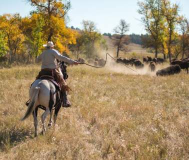 7 Pro Tips For Attending The Annual Buffalo Roundup