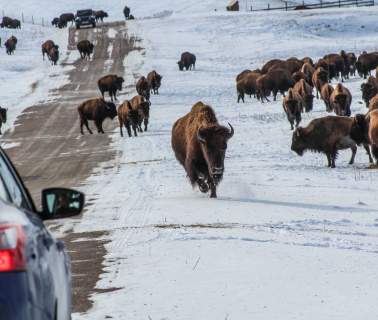 Hibernation Is Overrated For The Critters Of The Black Hills