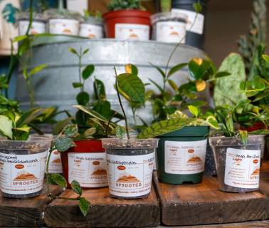 Explore Downtown Rapid City's Floral & Plant Haven