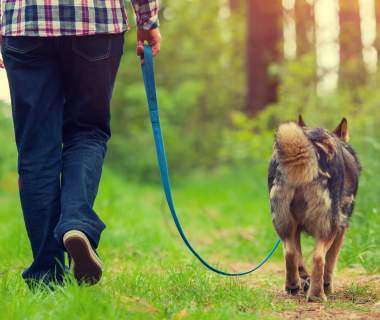 Dog Friendly