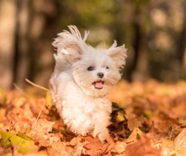 dog running in autumn leaves