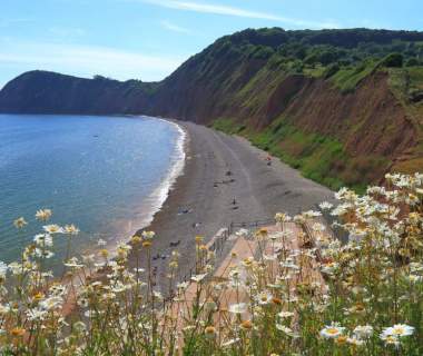 Seaside view with daisies in the foreground, overlooking a curved pebble beach and cliffs under a clear blue sky. Relaxed, scenic coastal landscape.