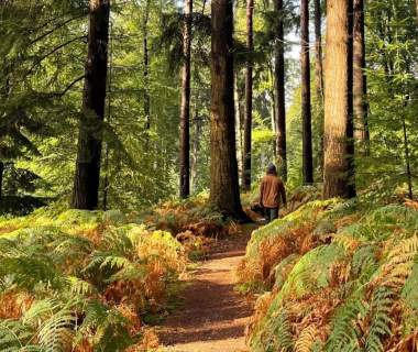 Walking in the New Forest Early Autumn