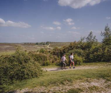 Walking in the New Forest on a sunny day