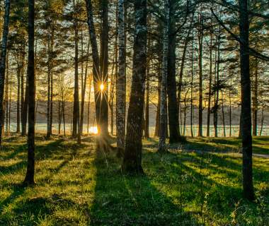 Skog Raet nasjonalpark
