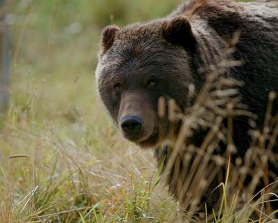 A brown bear at the Alaska Wildlife Conservation Center