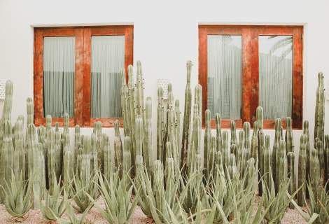 Cactus in Front of Windows