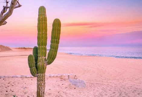 Cactus Beach Sunset