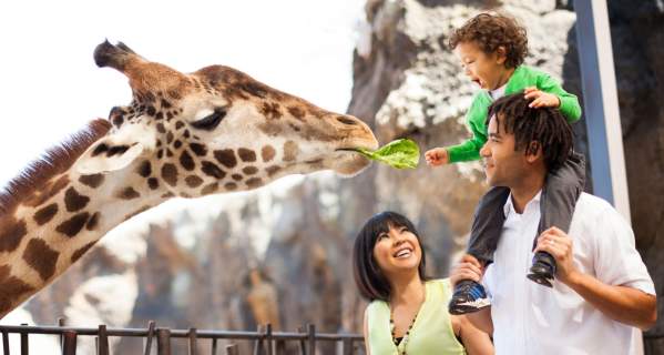 Kid Feeding Giraffe