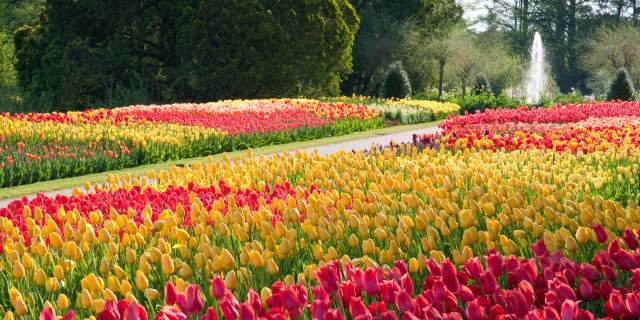Spring Blooms