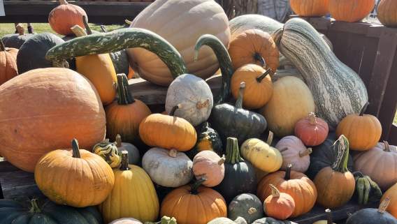 Introducing David May's Pumpkin Patch!