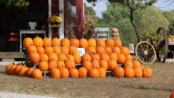 Pumpkin Patches in Elizabethtown