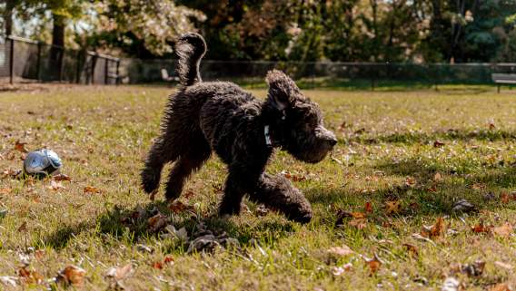 Dog Friendly Spots in Etown