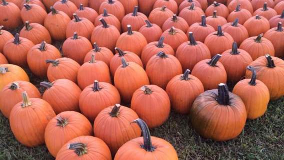Spend the Day at the Heartland Harvest Fest