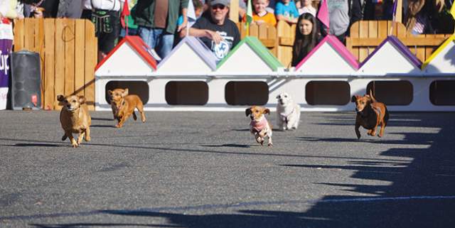 Wiener Dog Races Siuslaw News
