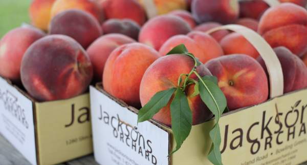 Fresh and juicy, these locally-grown peaches from a Bowling Green Farmer's Market are sure to be delicious.