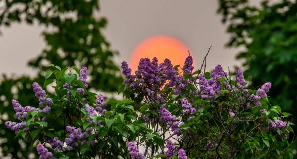 sunset & flowers