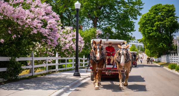 Horse dawn carriage and lilacs