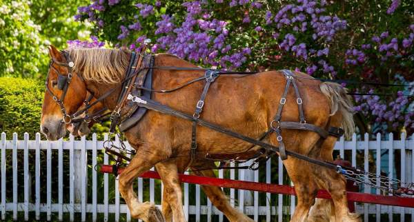 A pair of horses pulls a carriage past blooming lilacs on Mackinac Island