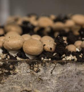 Woodlands at Phillips Mushroom