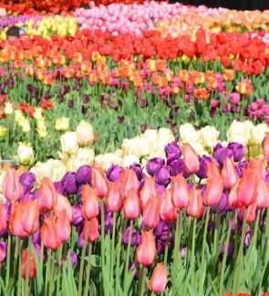 Rows of colorful tulips at Longwood