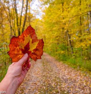 Depot to Depot: A Self-Guided Fall Color Tour