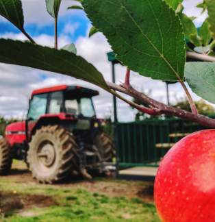 Apple in foreground with tractor and man in tan coat in background