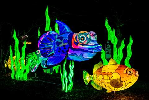 Bright Nights at Four Mile