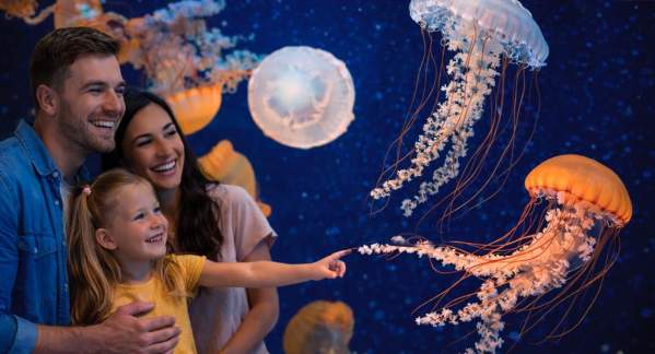 A mother, father, and daughter enjoying an exhibit at the Jellyfish Museum