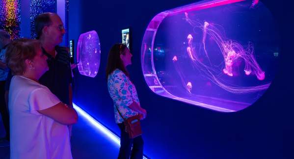 Visitors viewing illuminated jellyfish exhibits at the Jellyfish Museum in Pompano Beach.