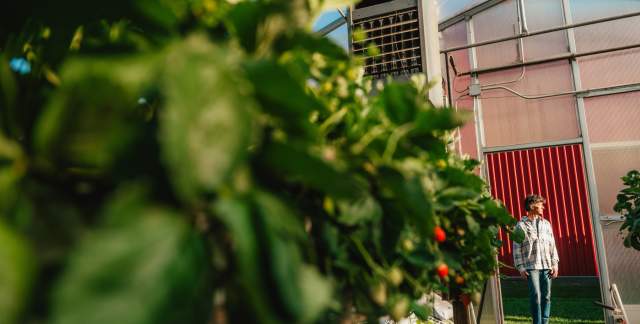 Son in Law produce greenhouse