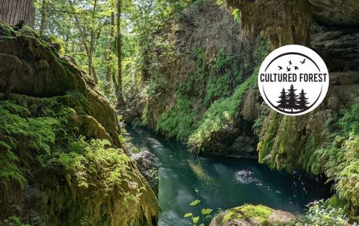 Forest Bathing with Cultured Forest at Westcave Preserve
