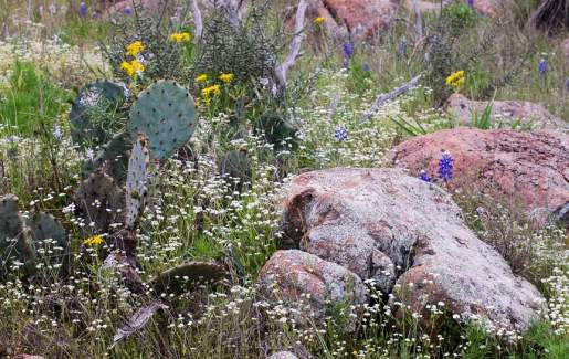 INaturalist BioBlitz