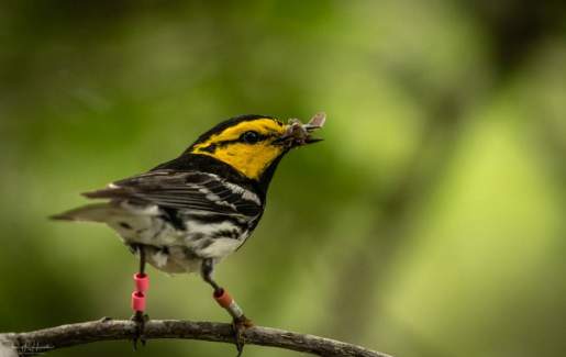 Bird Walk at Westcave Preserve
