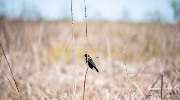 Creole Nature Trail birding