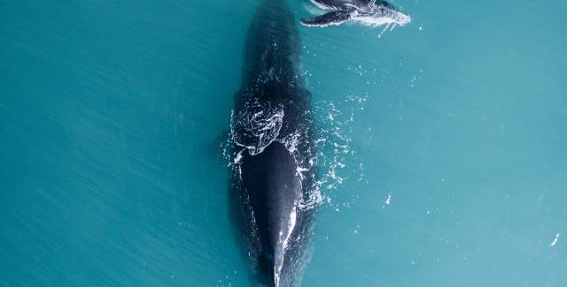 Aerial view of a humpback whale and her calf on the Kimberley Coast.