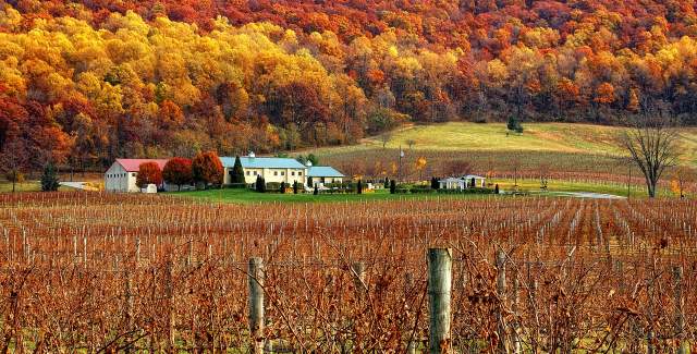 Breaux Fall Vineyard
