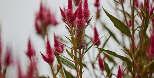 Red celosia plants on display at the Leesburg Flower and Garden Festival in downtown Leesburg, Virginia