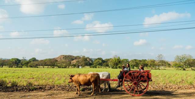 Couple traveling in a carriage hauled by two cows, in a sunny day.with green fields