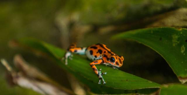 poison-dart-frog-bastimentos