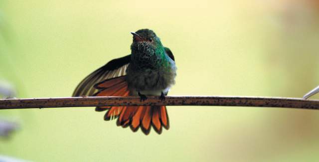 colibri Amazilia tzacatl handleyi