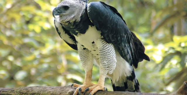 Harpy eagle perched on a branch in the rainforest of Darien National Park, Panama’s national bird.