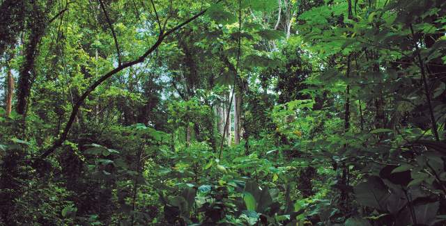 Dense and lush vegetation in Darien National Park, a UNESCO World Heritage Site in Panama.