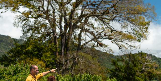 Couple in coffee plantation, tree, mountains and blue sly in the background. Finca Lérida, Boquete, Chiriquí Province, Panamá
