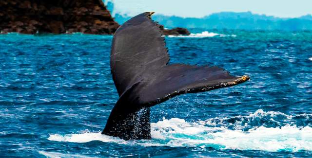 Humpback whale tail emerging from the Pacific Ocean in West Panama Province.