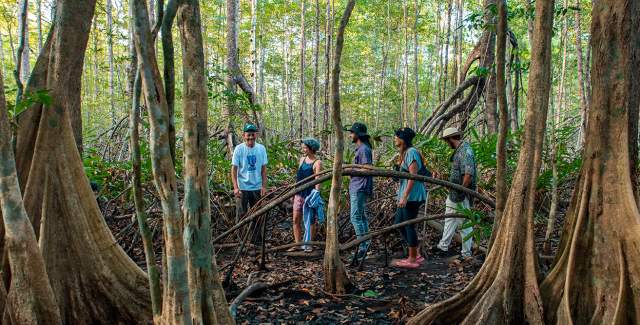 Tourists exploring a mangrove trail with a local guide in Veraguas Province, Panama.